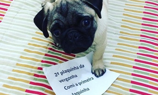 Veja 18 cachorros que aprontaram e receberam a “plaquinha da vergonha”