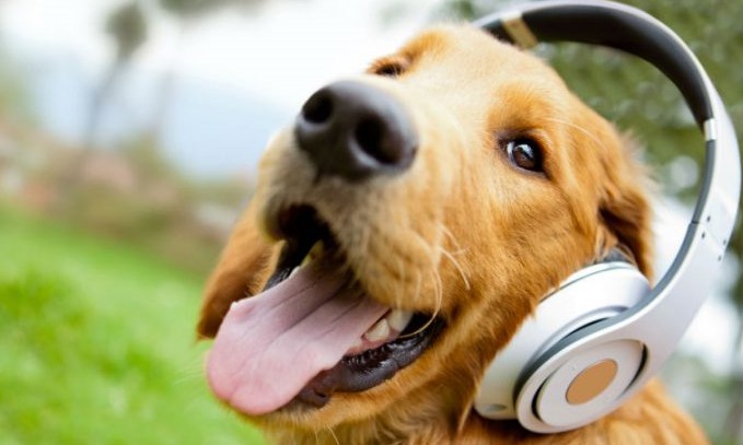 Spotify lança playlists para cachorros que ficam sozinhos em casa