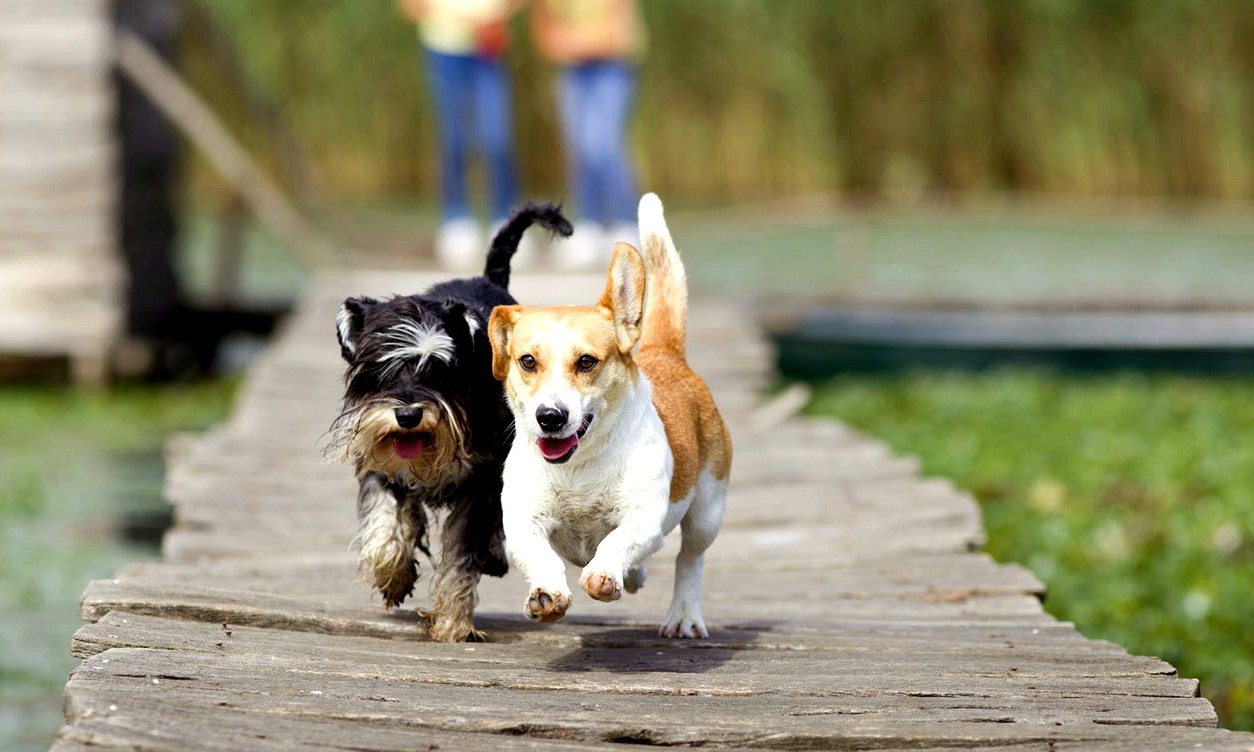 Casal paga 170 mil reais por ano para babá cuidar de seus dois cachorros