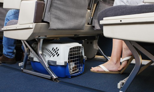 Quer levar seu pet na viagem? Veja o que você precisa saber antes de ir