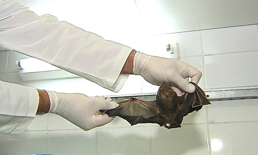 Vigilância Epidemiológica orienta sobre surgimento de morcegos em Franca