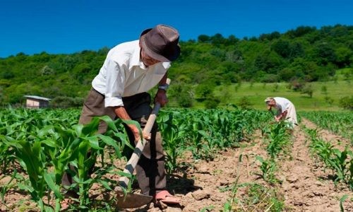 Agricultores prejudicados pela seca de 2019 receberão o garantia-safra de janeiro