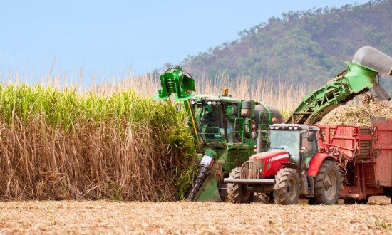 Chuvas mal distribuídas causam impacto negativo na agricultura paulista