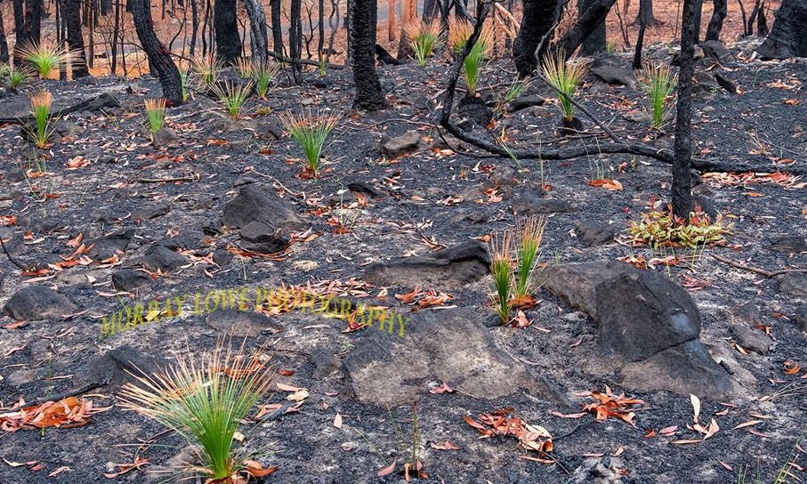 Paisagem carbonizada do incêndio florestal: fotos da  mata se regenerando