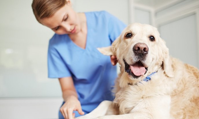 Aberto credenciamento de veterinários para atuarem no Castramóvel mineiro