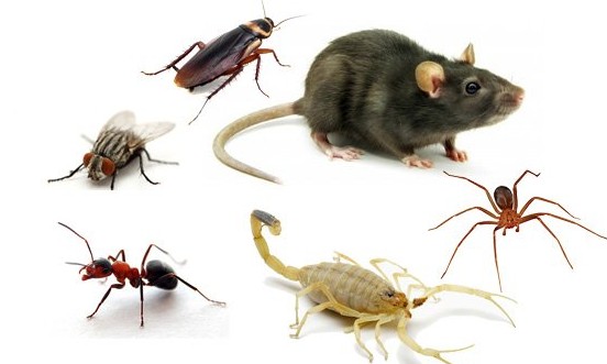 Saiba como evitar pragas urbanas, como escorpiões, durante o verão