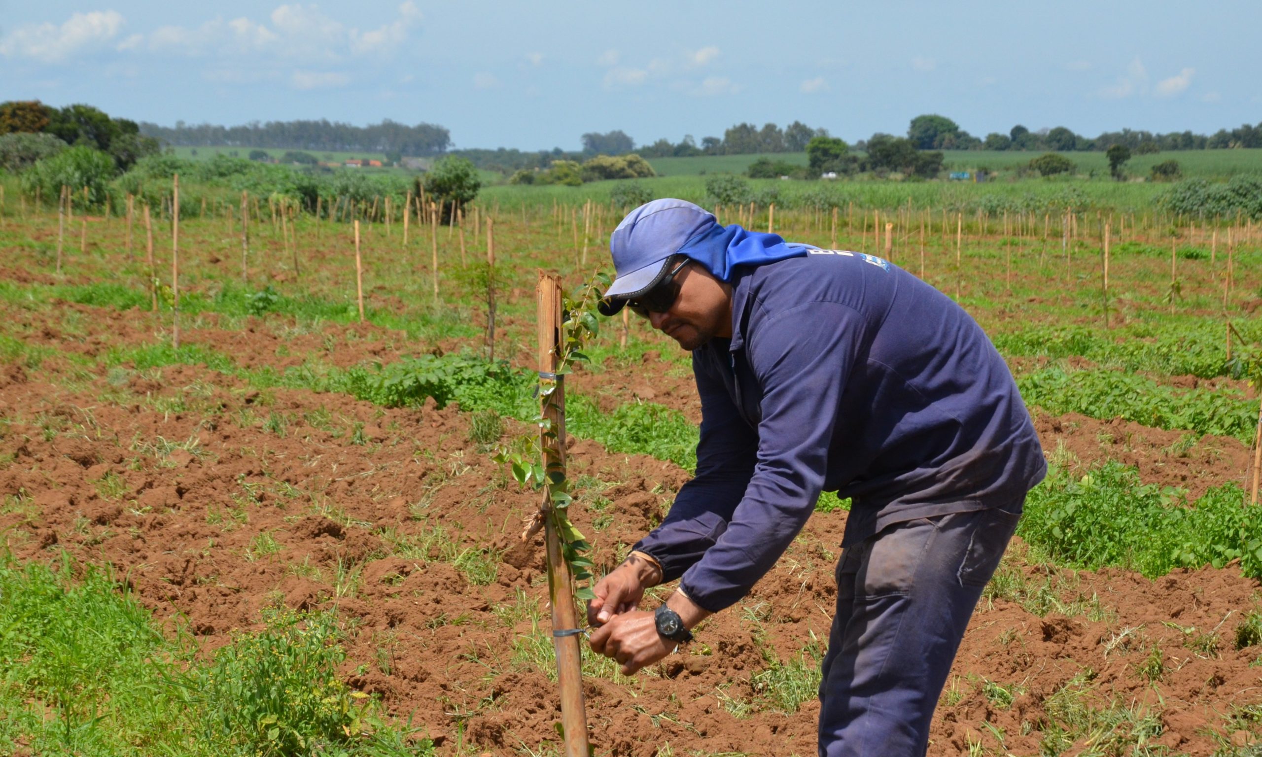 Aterro Sanitário de Franca começa processo de arborização com plantio