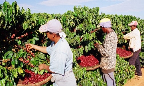 IBGE aponta safra brasileira de café em 56,4 milhões de sacas: aumento de 12,9%