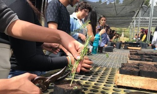 Curso gratuito de Plantas Medicinais recebe inscrições em Franca: aulas em março
