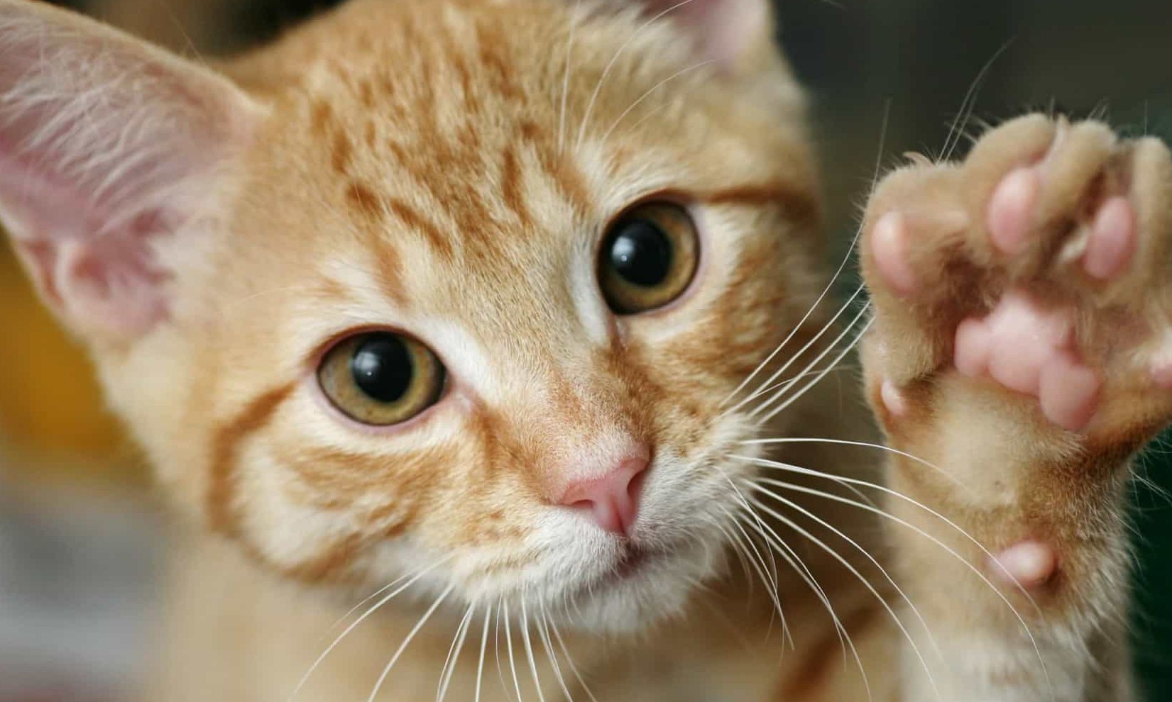 Os gatos podem sentir saudades dos seus donos? Entenda mais