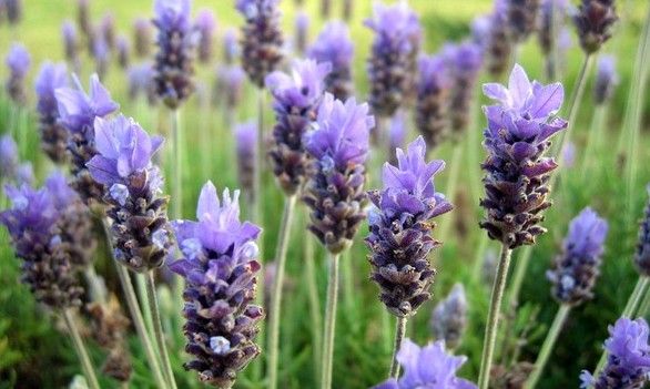5 plantas que decoram a casa e ainda ajudam a afastar os insetos