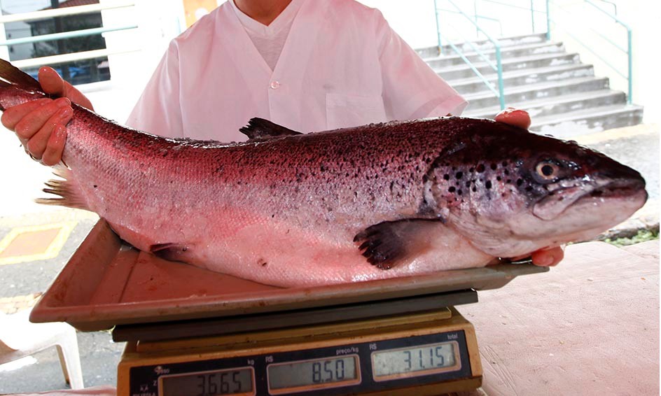 Semana Santa deve puxar alta de até 2,5% no preço do peixe, aponta pesquisa
