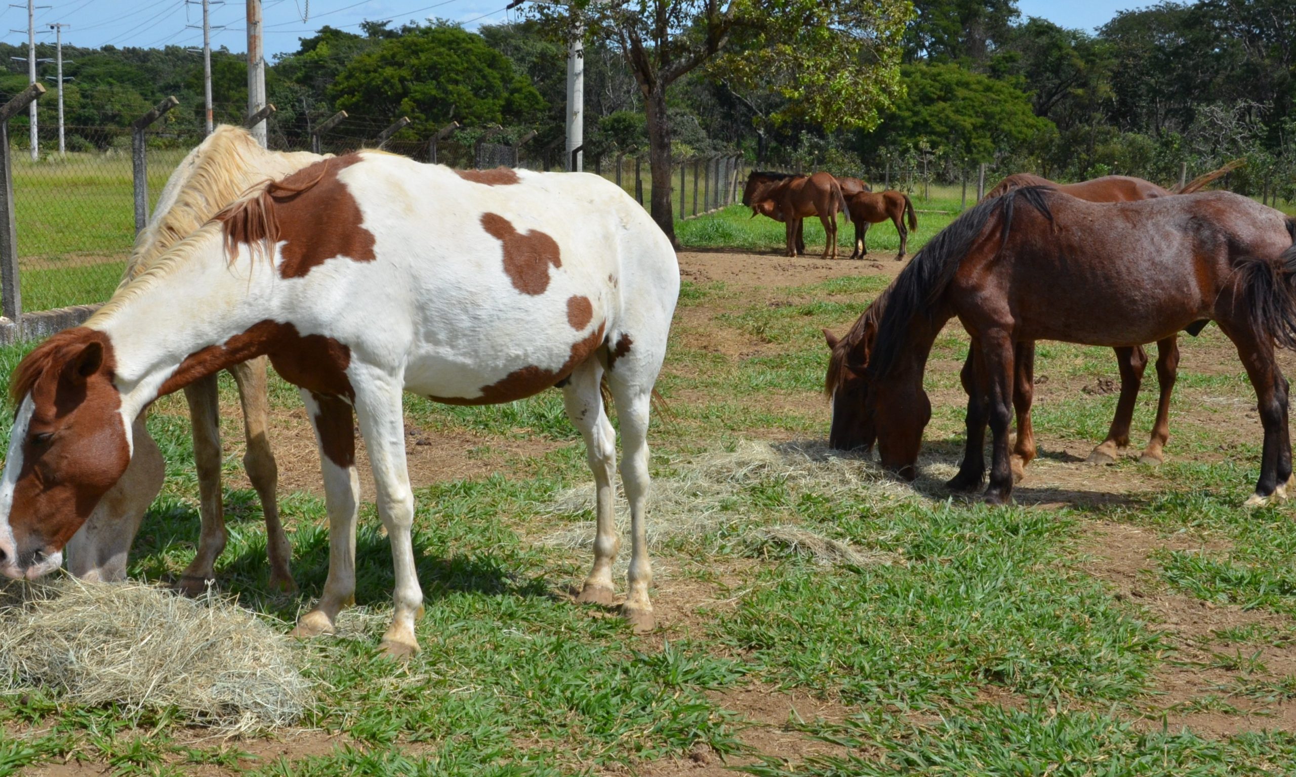 Animais de grande porte voltam a ser recolhidos pela Prefeitura de Franca