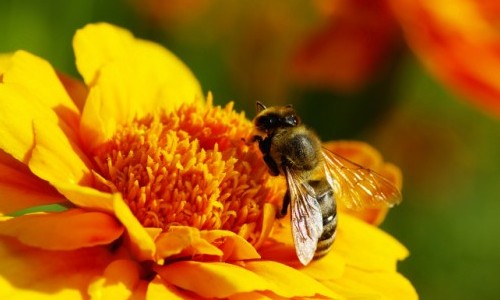 2º curso intensivo sobre abelhas sem ferrão abre inscrições em Franca