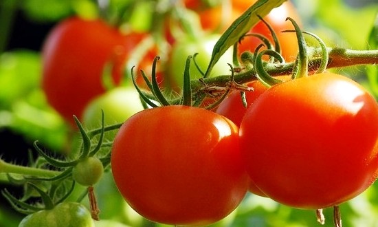 Pesquisa de SP investiga adubo verde como opção para tomate orgânico