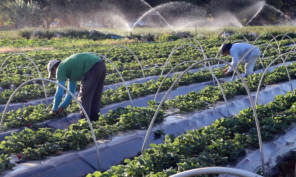 Número de agricultores com acesso ao seguro rural aumenta 19%