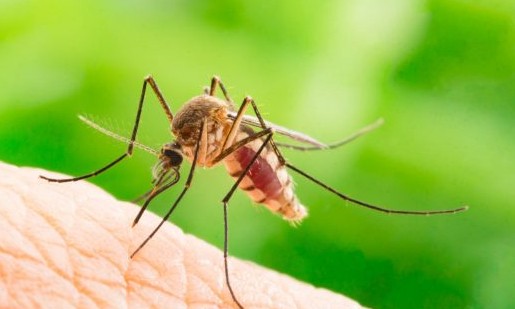 Contra a dengue, governo de SP reúne prefeituras para definir estratégias