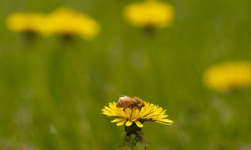 Estado paga R$ 2 mil para moradores trocarem grama por flores em suas casas