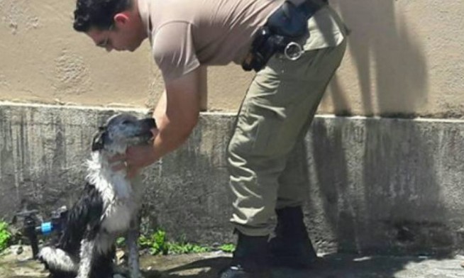 Policial militar dá banho em cachorro que desmaiou de calor nas ruas