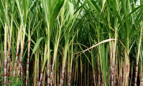 Cana: Unesp vai coordenar pesquisas em parceria com o setor produtivo