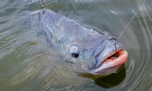 Piracema termina nesta sexta-feira, 28: Pesca será liberada a partir de sábado