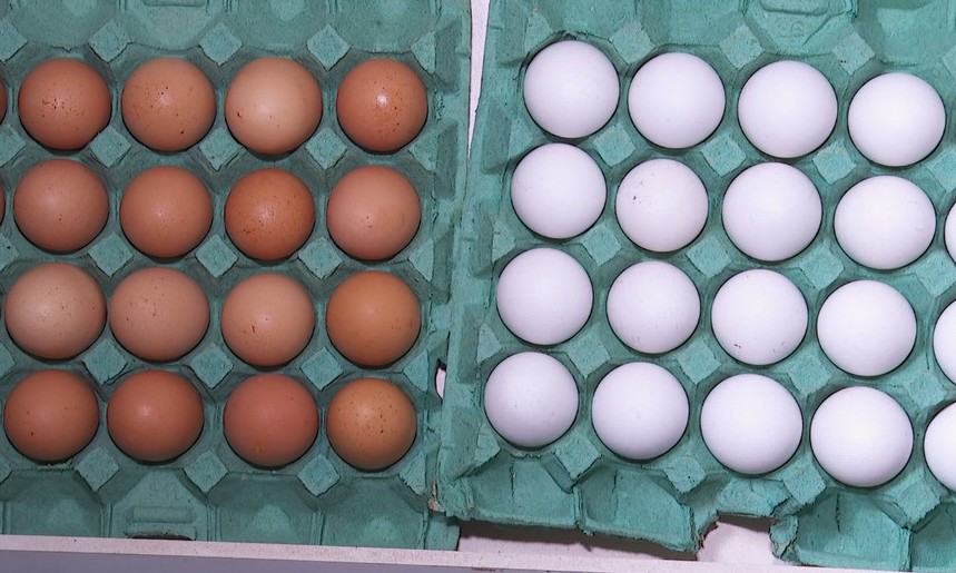Ovos brancos ficam 20,5% mais caros nas cidades da região de Franca e RP