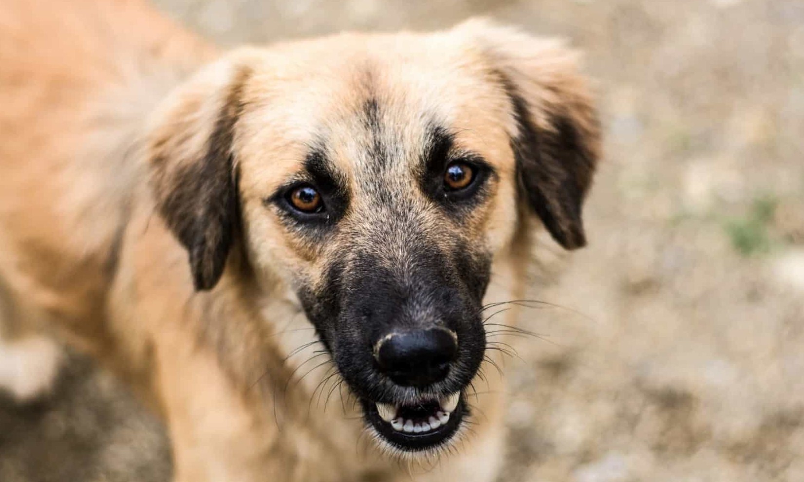 Por que os cães fazem contato visual prolongado com os donos, você sabe?