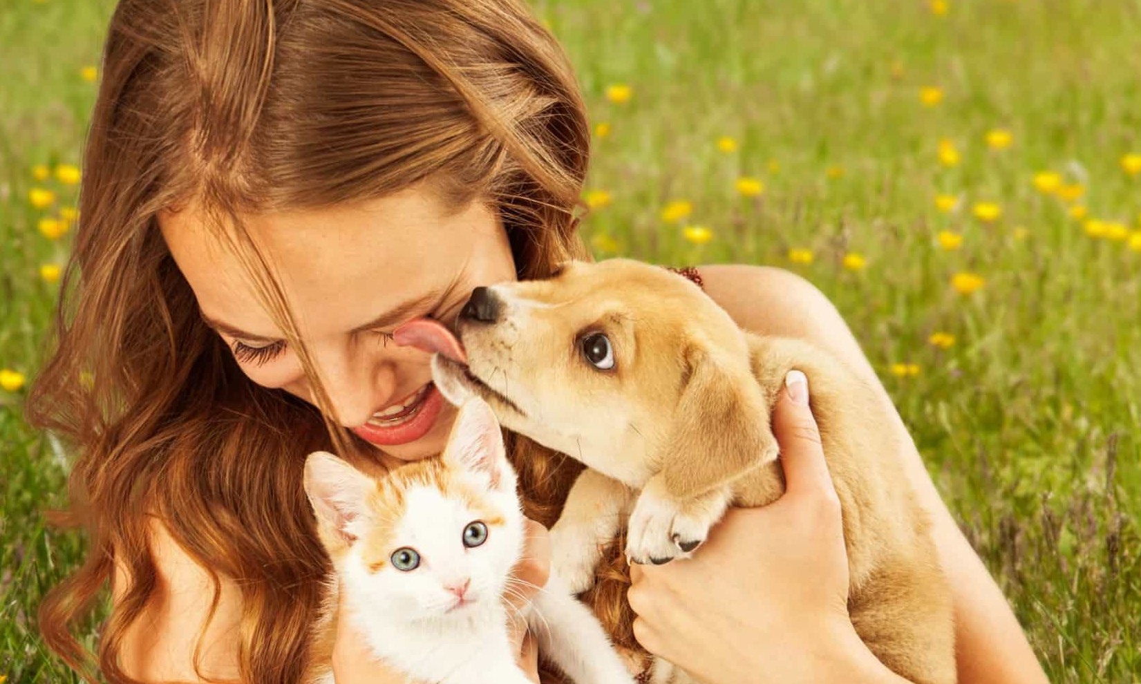 Saiba quais doenças que humanos e animais de estimação têm em comum