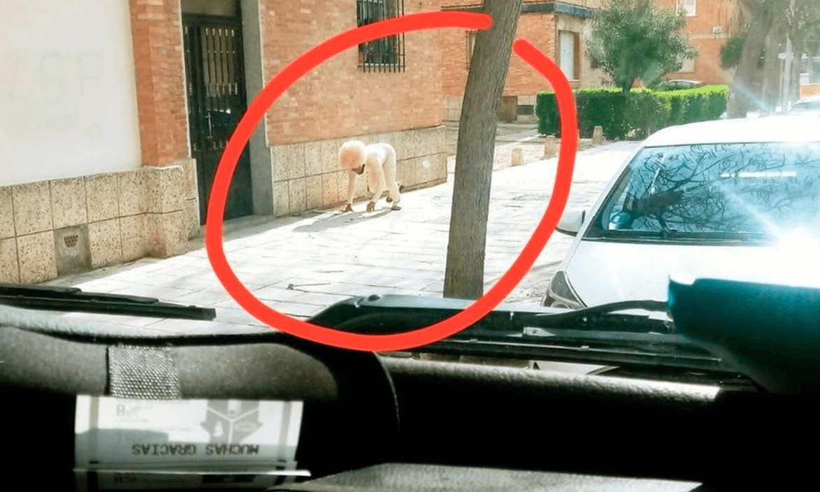 Homem se fantasia de cachorro para driblar a quarentena e sair de casa