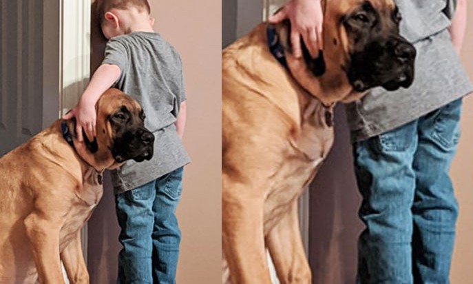 Cão acompanha amigo no castigo e foto viraliza; milhares de visualizações