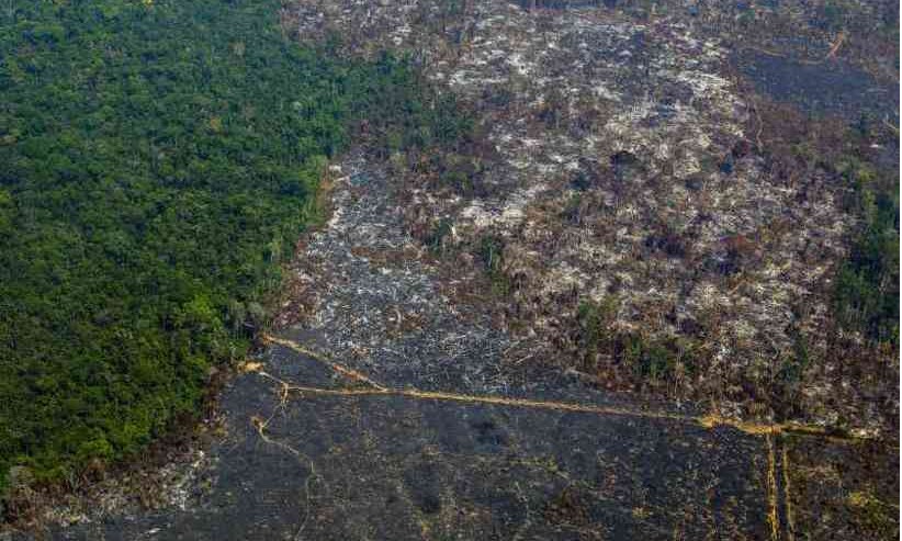 Ação do homem: Estudo aponta que Amazônia pode desaparecer em 50 anos