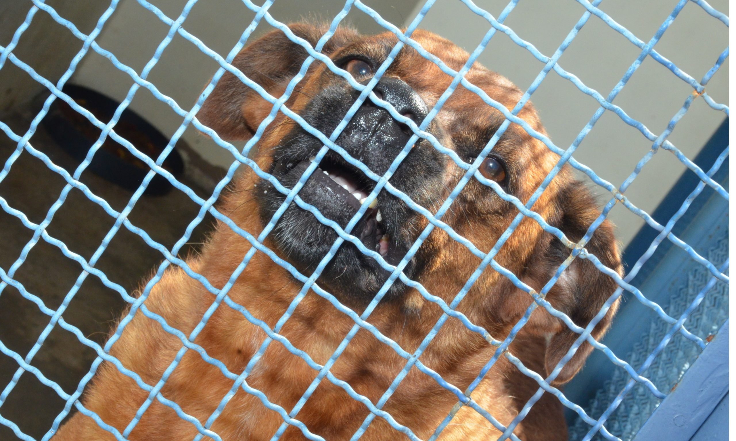 Quer um cão ou um gato? Canil Municipal de Franca lança programa de adoção