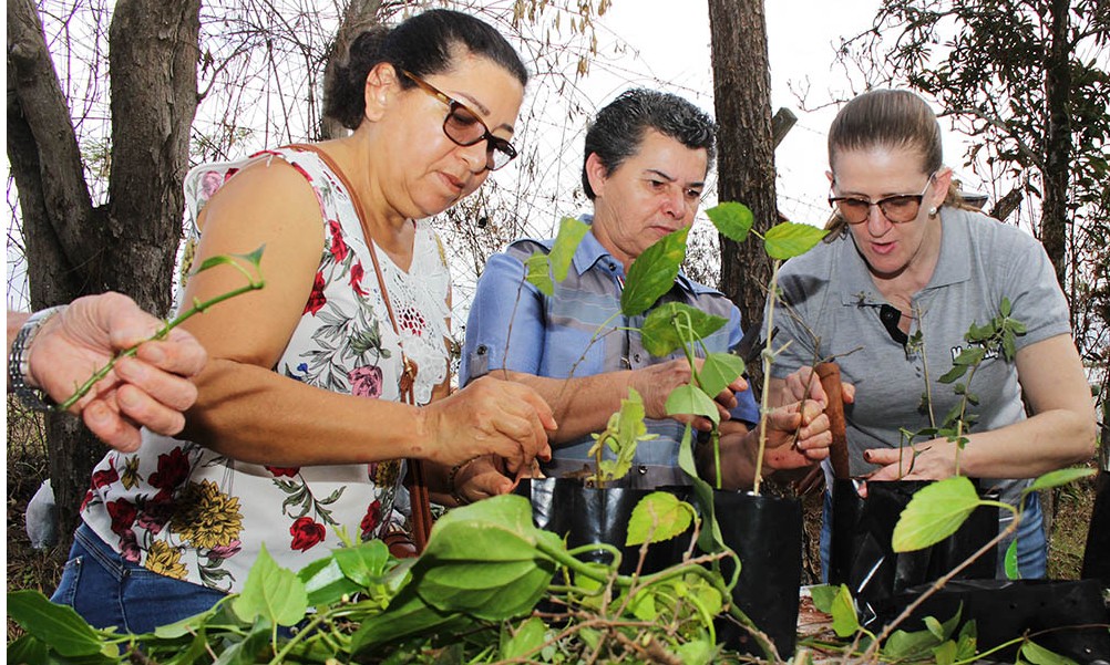 Seguem abertas inscrições de curso gratuito de plantas medicinais em Franca