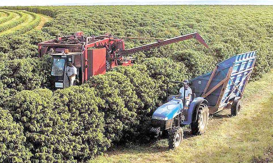 Produtores de cidades da região temem pela mão de obra na colheita do café