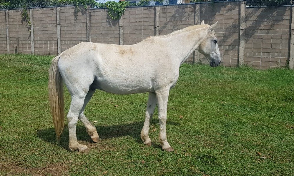 Cavalo roubado da APAE de Franca foi encontrado na Feira do Rolo, à tarde