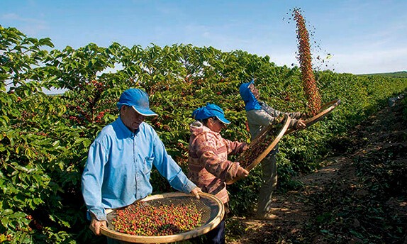 Colheita de café: prefeitura pede a produtor que priorize mão de obra local