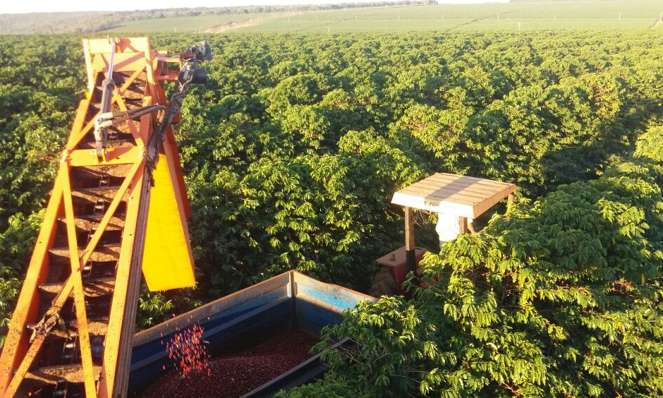 Covid-19 causa incerteza na colheita de café arábica, com atraso na mão-de-obra
