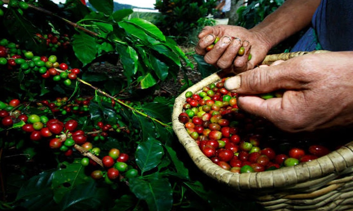 Após problemas climáticos, Franca deve colher mais de 3 milhões de sacas de café