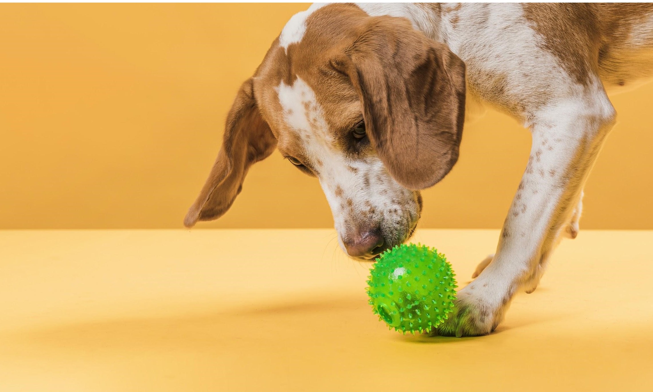 Pets ativos e saudáveis na quarentena: Como manter as regras com o isolamento?