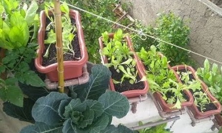 Embrapa abre curso gratuito online de horta em pequenos espaços: Confira!