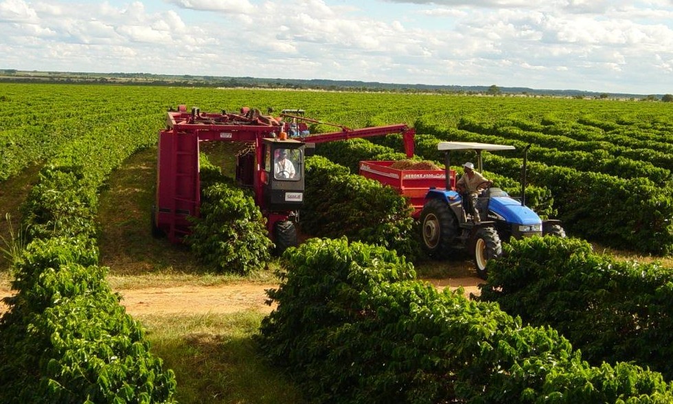 Colheita de café na região de Franca pode empregar mais de 30 mil operários