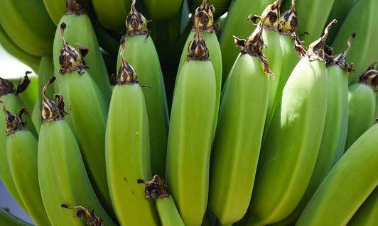 Como fazer a banana madurar mais rápido