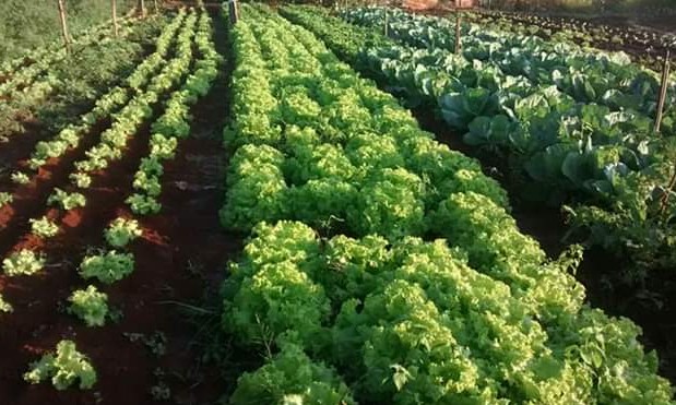 Geada atinge produtores de hortaliças e legumes do assentamento Boa Sorte