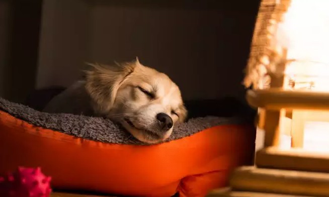 Seis dicas para deixar seu pet sozinho em casa com segurança para ele e você