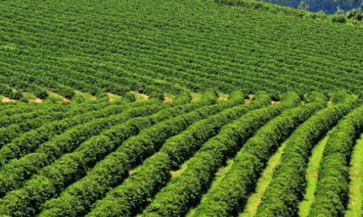 Produtores estimam que safra de 2020 pode ser de 3 milhões de sacas de café