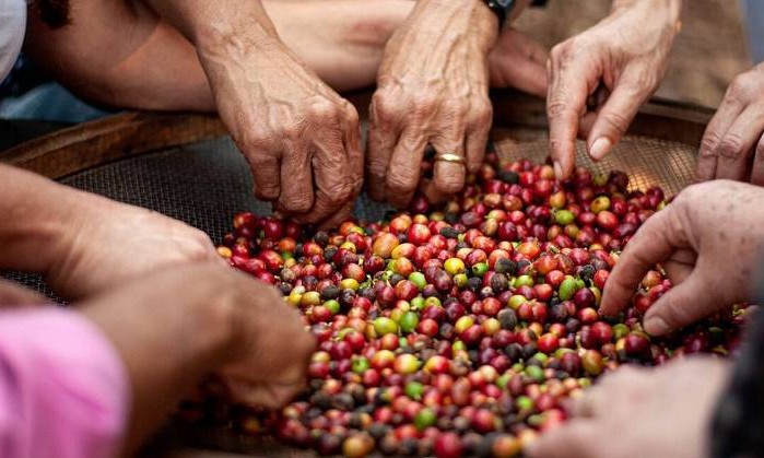 Cresce número de mulheres envolvidas na produção de café na região de Franca