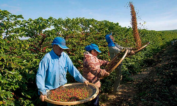 Produtores rurais iniciam colheita de café em Franca e cidades da região