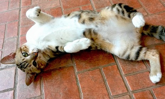 Você sabe por quê gatos não gostam de carinho na barriga? Leia e descubra