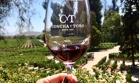 Vinícola chilena Concha Y Toro libera cursos gratuitos de vinhos online