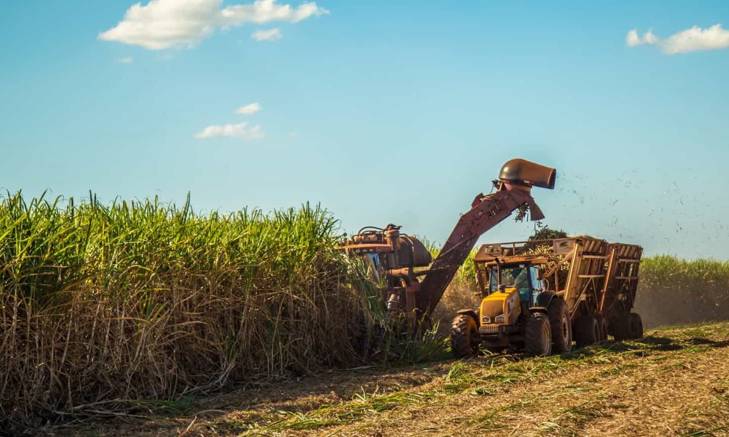 Com derretimento do petróleo, cana perde espaço na lavoura para soja e milho